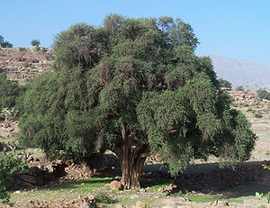 Argania Spinosa, l'albero dell'argan