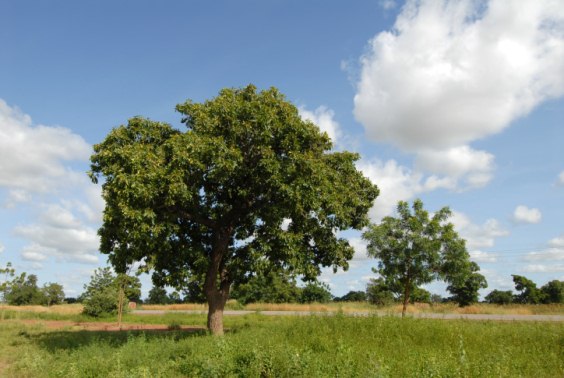 L'albero di karité