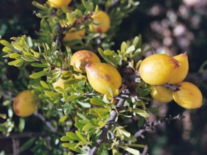 Le bacche dell'argan